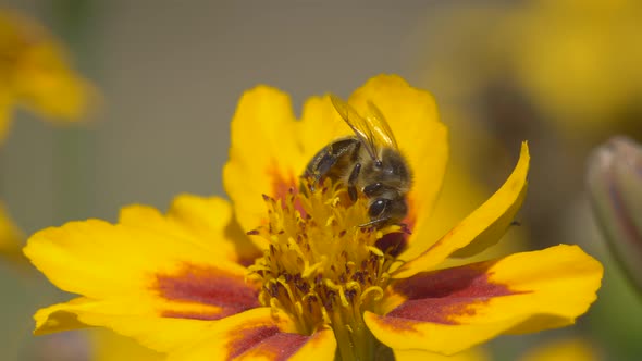 Bee Gathering Pollen sitting in Yellow Flower during summer day,close up