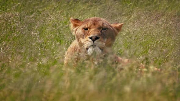 Lioness Looks Up As Wind Shakes The Grass