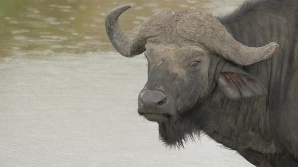 Close up of an African buffalo on a rainy day