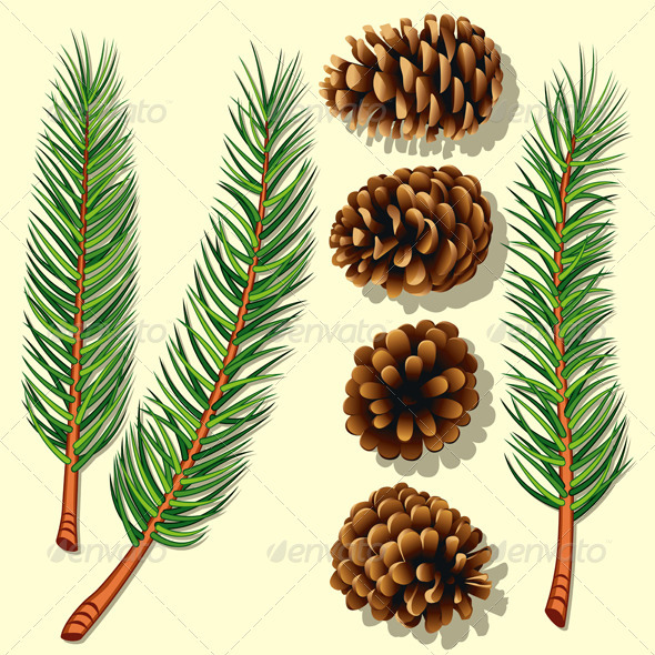 Pine Tree Branches and Cones