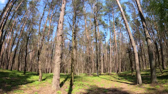 Walking Through the Forest with Pine Trees During the Day POV Slow Motion