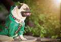 A little dog in green clothes - PhotoDune Item for Sale