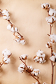 Dry cotton flower - PhotoDune Item for Sale
