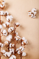 Dry cotton flower - PhotoDune Item for Sale