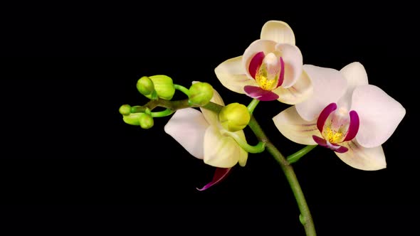 Blooming White Orchid Phalaenopsis Flower