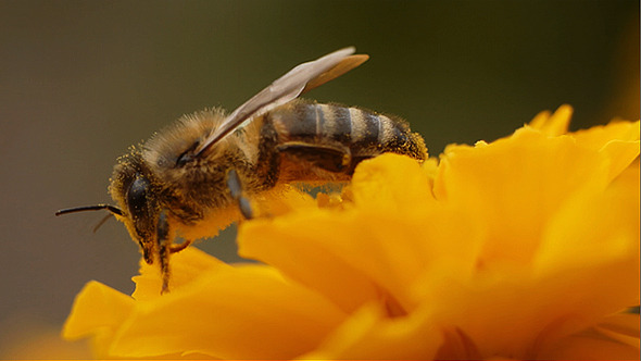 Bee Gathers Pollen