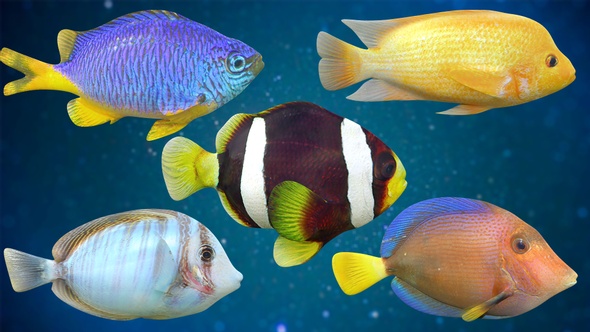 5 Fishes Pack V02