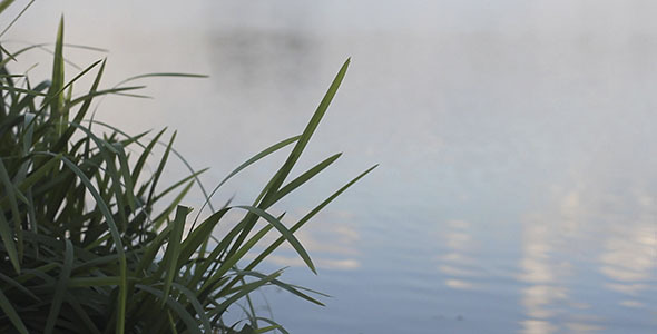 Green Grass And Lake