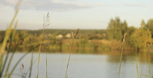 Green Grass And Lake 2