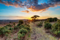 Stunning sunset over a Scots Pine tree at Bratley View - PhotoDune Item for Sale