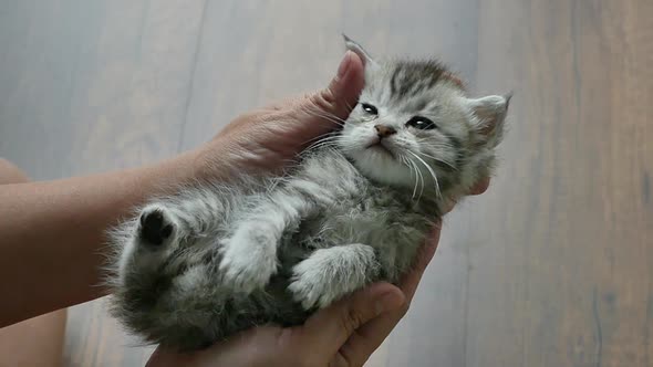 Hand Of Asian Woman Playing With Kitten Lying