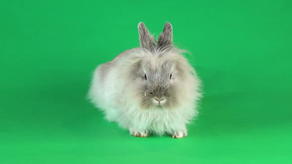 Small Gray Rabbit Isolated at Green Screen Background.