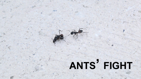 Ants Fighting 1