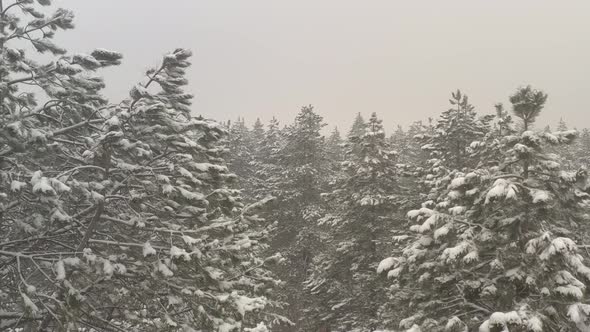 Winter scenery with morning mist  over the forest 4K aerial video