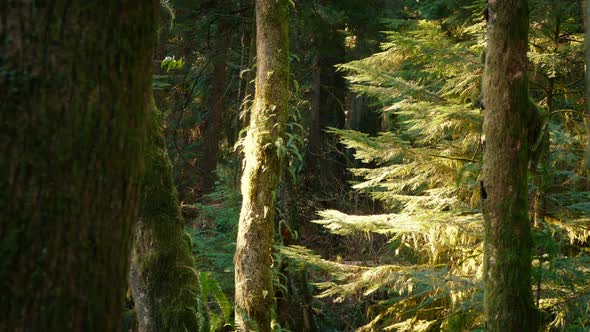 Deep In Forest On Summer Evening