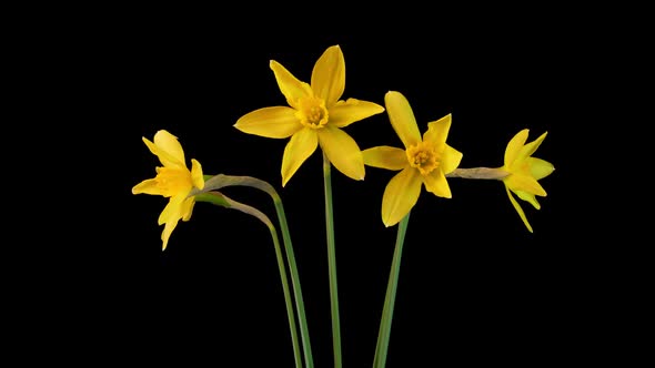 Yellow Flowers of Narcissus Blossom