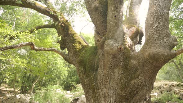 Tilting up along the old weathered trunk of a thick tree with green leaves playing in the sunlight i