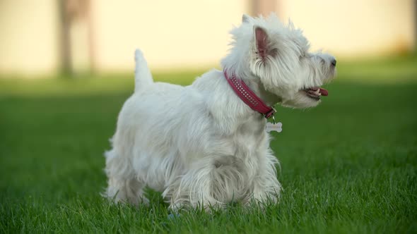 West Highland White Terrier Shakes Off on the Grass