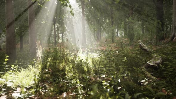 Mystical Wood in the Foggy Morning