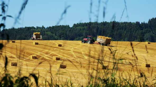 Farmers Harvest Grain From the Field (Farmer Travel with Trailer with Haystacks Over Field)