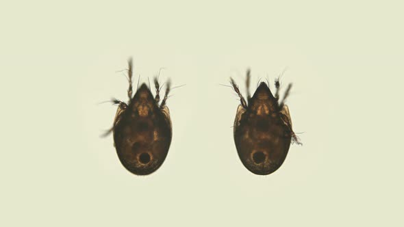 Mite Oribatida Under Microscope Are Saprosphago, Order Sarcoptiformes