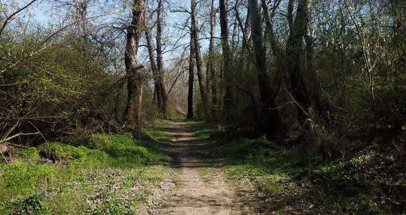 Hiking in the Early Spting Forest, Drone Point of View