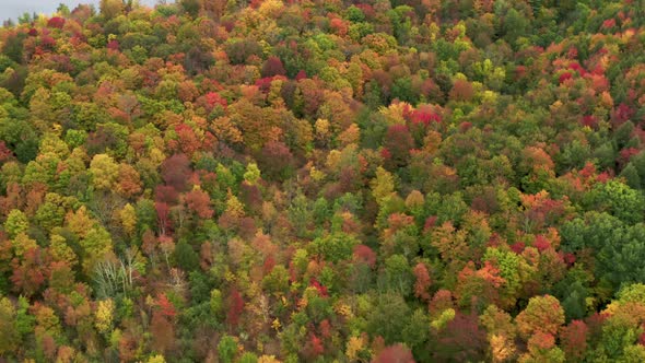 Beautiful Colorful Fall Aerial  Autumn Foliage Yellow Orange and Red Leaves