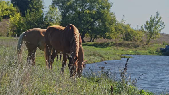 Horses Grazing in the Field