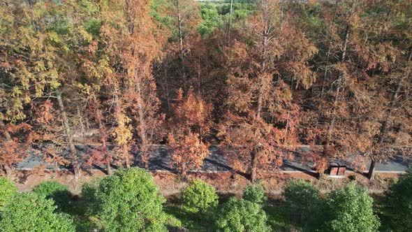 Overlooking the Metasequoia woods Trail