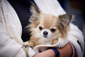 Caring for a small dog - PhotoDune Item for Sale