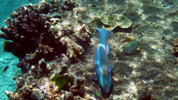 Underwater Filming of Large Flock of Colorful Tropical Sea Fish in Andaman Sea