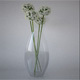 ONION FLOWERS - 3DOcean Item for Sale