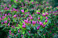morning unblown bright pink flower buds of rhododendron plants - PhotoDune Item for Sale