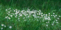 wild white bellis or daisy flowering plants on glade lawn with green grass - PhotoDune Item for Sale