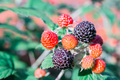branch of black raspberry or blackberry with unripe red and ripe black berries - PhotoDune Item for Sale