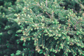 close-up branch with new young sprout of spruce tree shoot in spring - PhotoDune Item for Sale
