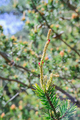 close-up branch with new young sprout of pine shoot in spring - PhotoDune Item for Sale