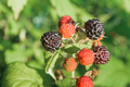 branch of black raspberry or blackberry with unripe red and ripe black berries - PhotoDune Item for Sale