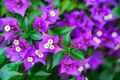 close-up bougainvillea or bougainville violet flower on green leaves background - PhotoDune Item for Sale