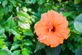 orange flower bud hibiscus close-up on green leaves background - PhotoDune Item for Sale
