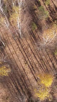 Vertical Video of a Beautiful Forest in the Afternoon Aerial View