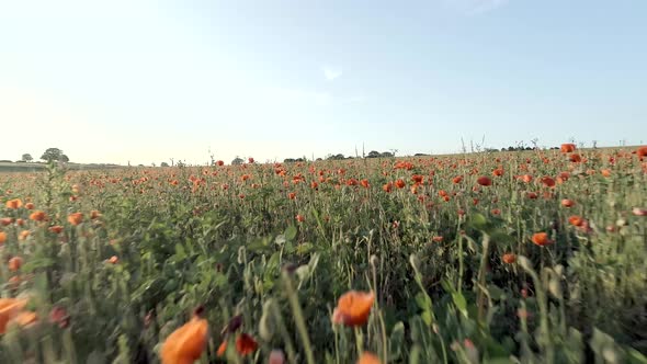 Field Full of Red Poppies in the Summer