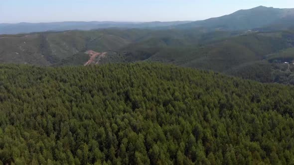 Aerial flight over natural pine tree forest during beautiful summer day in Monchique,Portugal