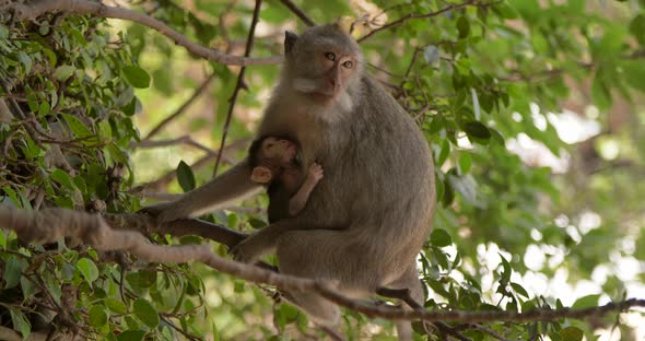 Baby Monkey in Hugs of His Mother Monkey Sucking Breast  Bali Indonesia