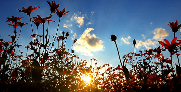 Sunset Behind Flowers 2 alt