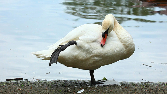 Swan