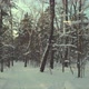Walking on Winter Forest Road at Beautiful Sunset - VideoHive Item for Sale