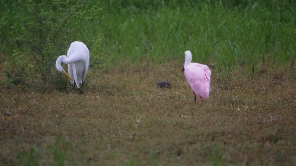 Rare roseate spoonbill in Arizona cleaning its feathers next to an egret.