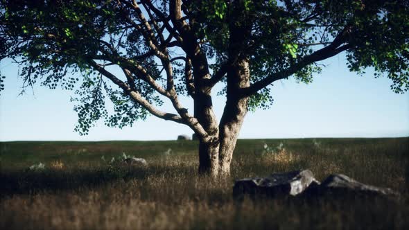 African Landscape with a Beautiful Big Tree