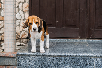 ome. Little Beagle breed dog near door his new house.